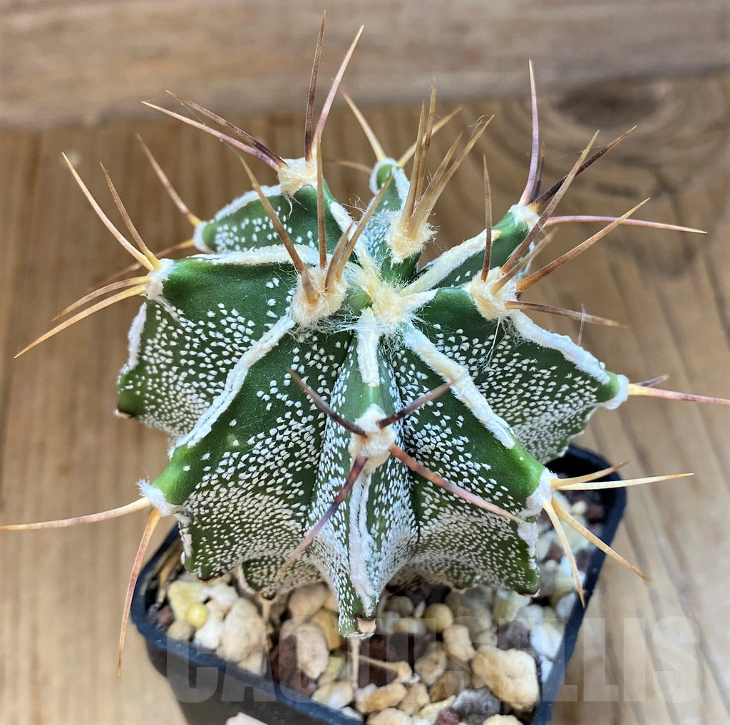 SH14313 Astrophytum ornatum hybrid