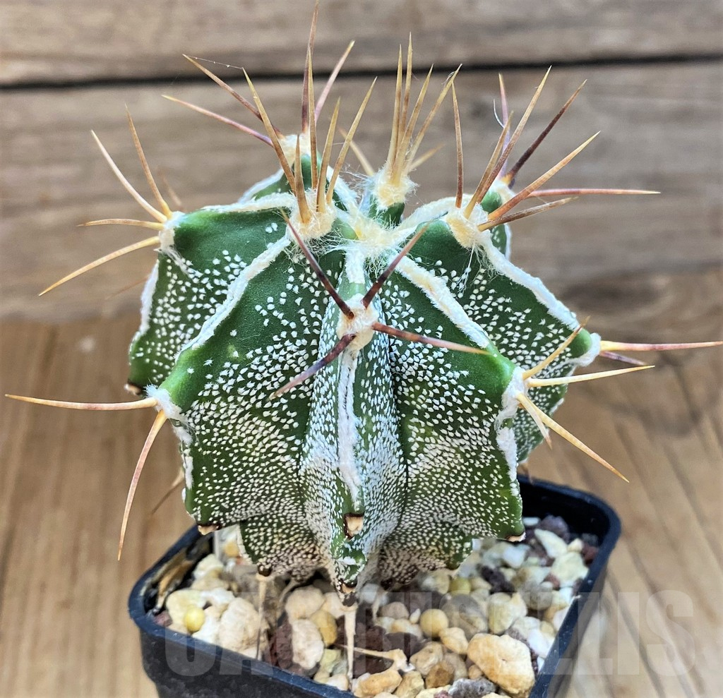 SH14313 Astrophytum ornatum hybrid - Image 2