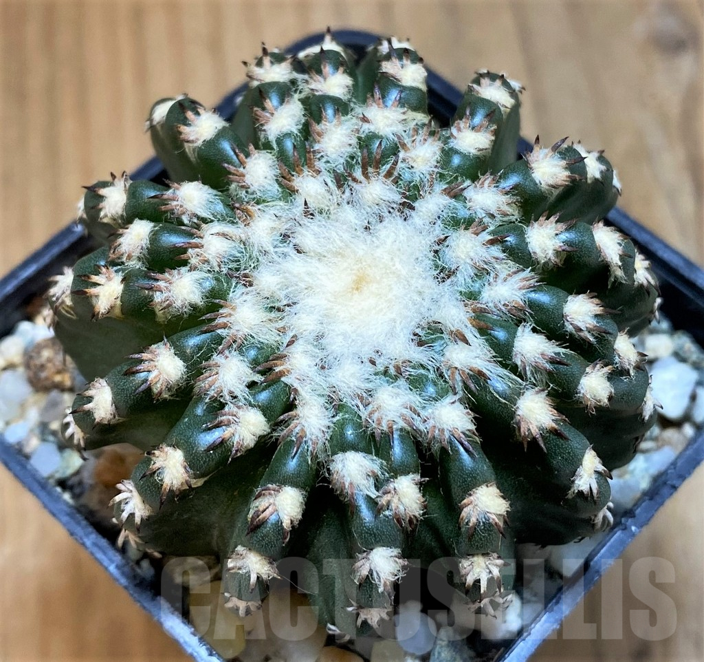 SH14315 Discocactus horstii