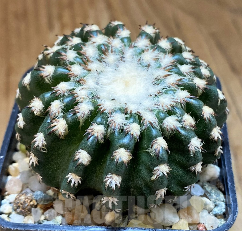 SH14315 Discocactus horstii - Image 2