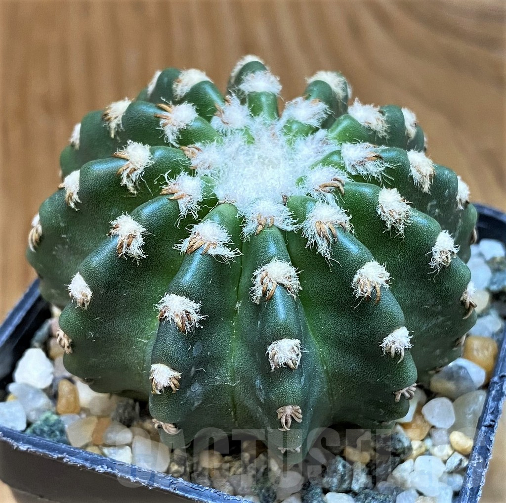 SH14316 Discocactus horstii - Image 2