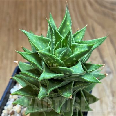 SH14268 Astroloba foliolosa x Haworthia pumila, seedling