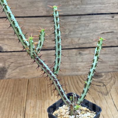 SH14270 Euphorbia aeruginosa