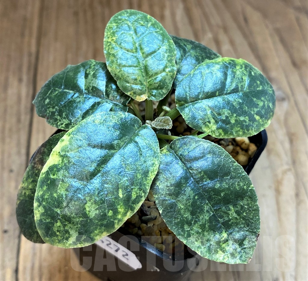 SH14272 Dorstenia foetida f. variegata