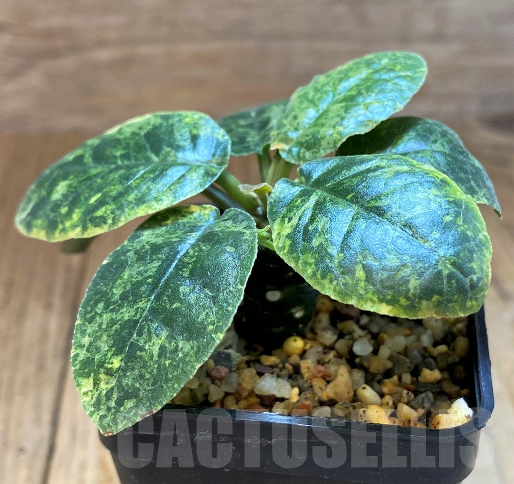 SH14272 Dorstenia foetida f. variegata - Image 2