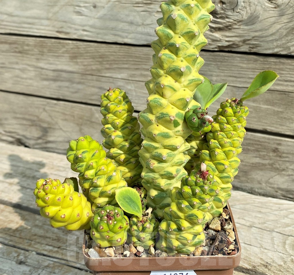 SH14276 Monadenium ritchiei f. variegata