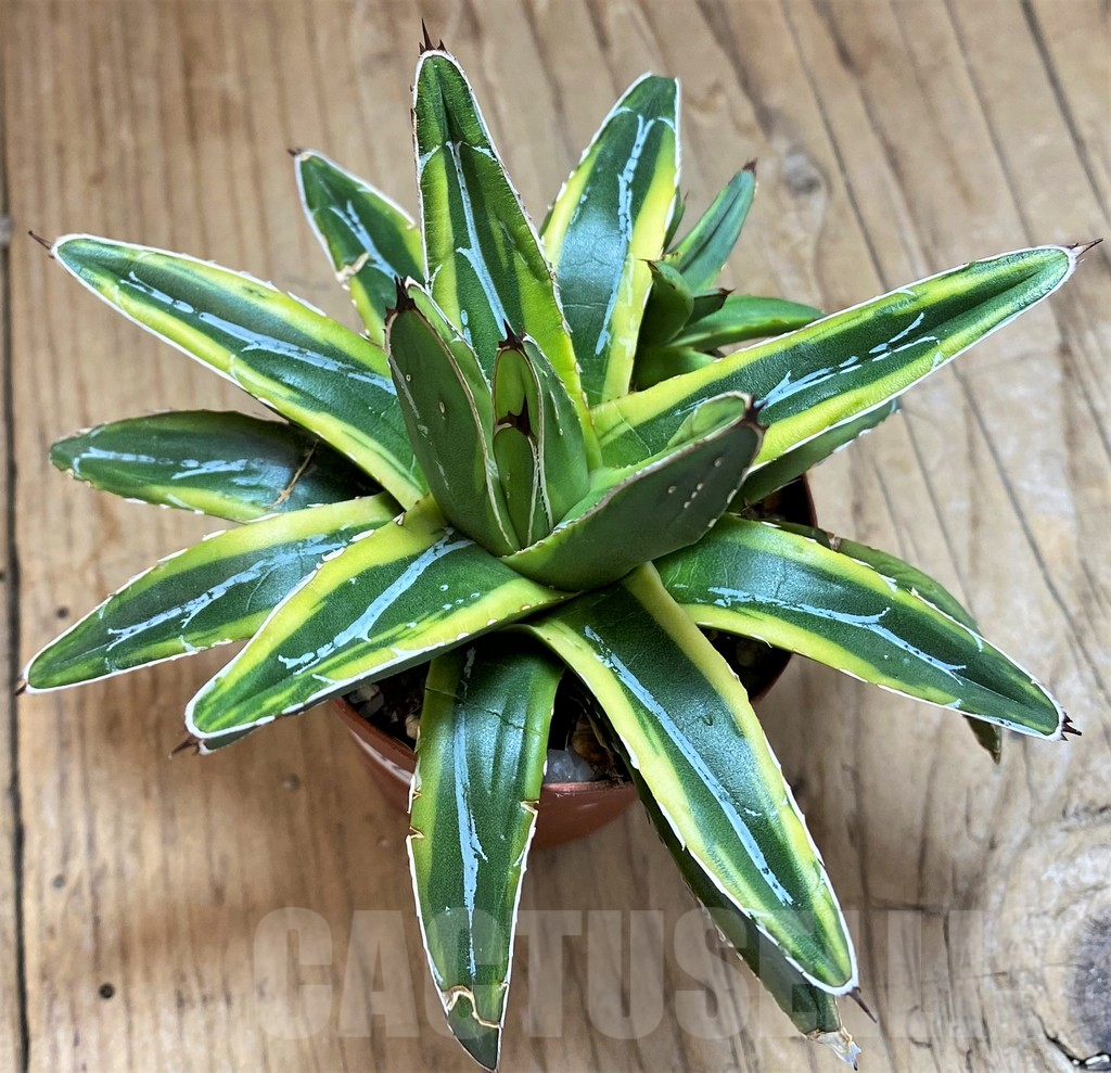 SH14324 Agave victoriae-reginae f. variegata