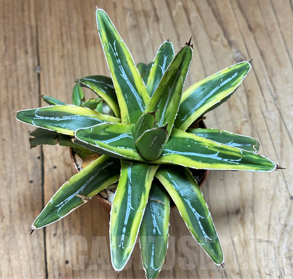 SH14324 Agave victoriae-reginae f. variegata - Image 3