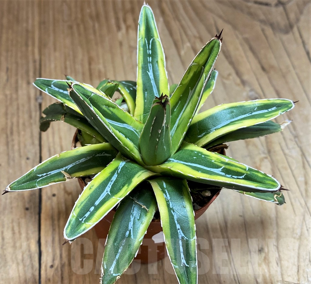 SH14324 Agave victoriae-reginae f. variegata - Image 2