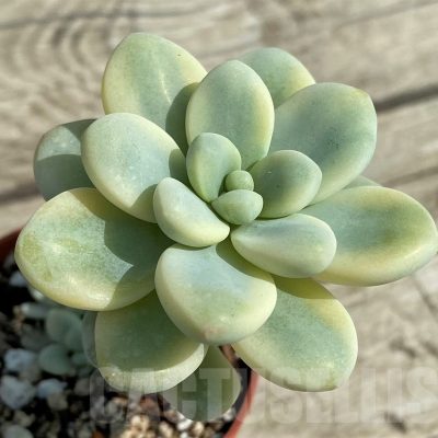 SHND14325 Sedum clavatum f.variegata