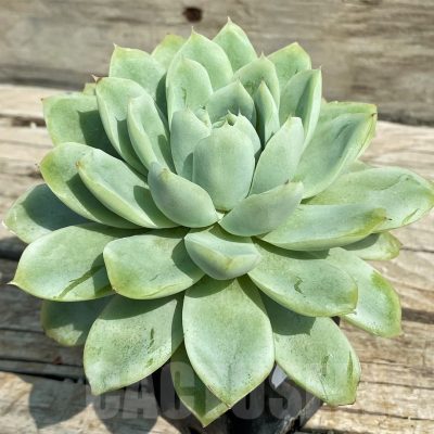 SH14365 Echeveria elegans hybrid