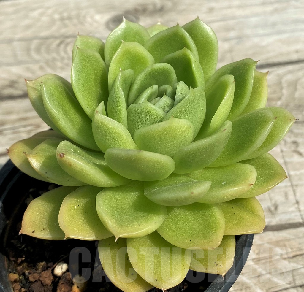 SH14366 Echeveria elegans hybrid