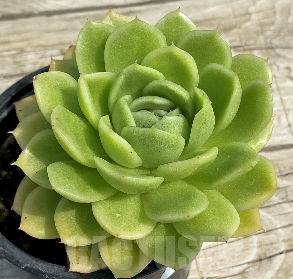 SH14366 Echeveria elegans hybrid - Image 2