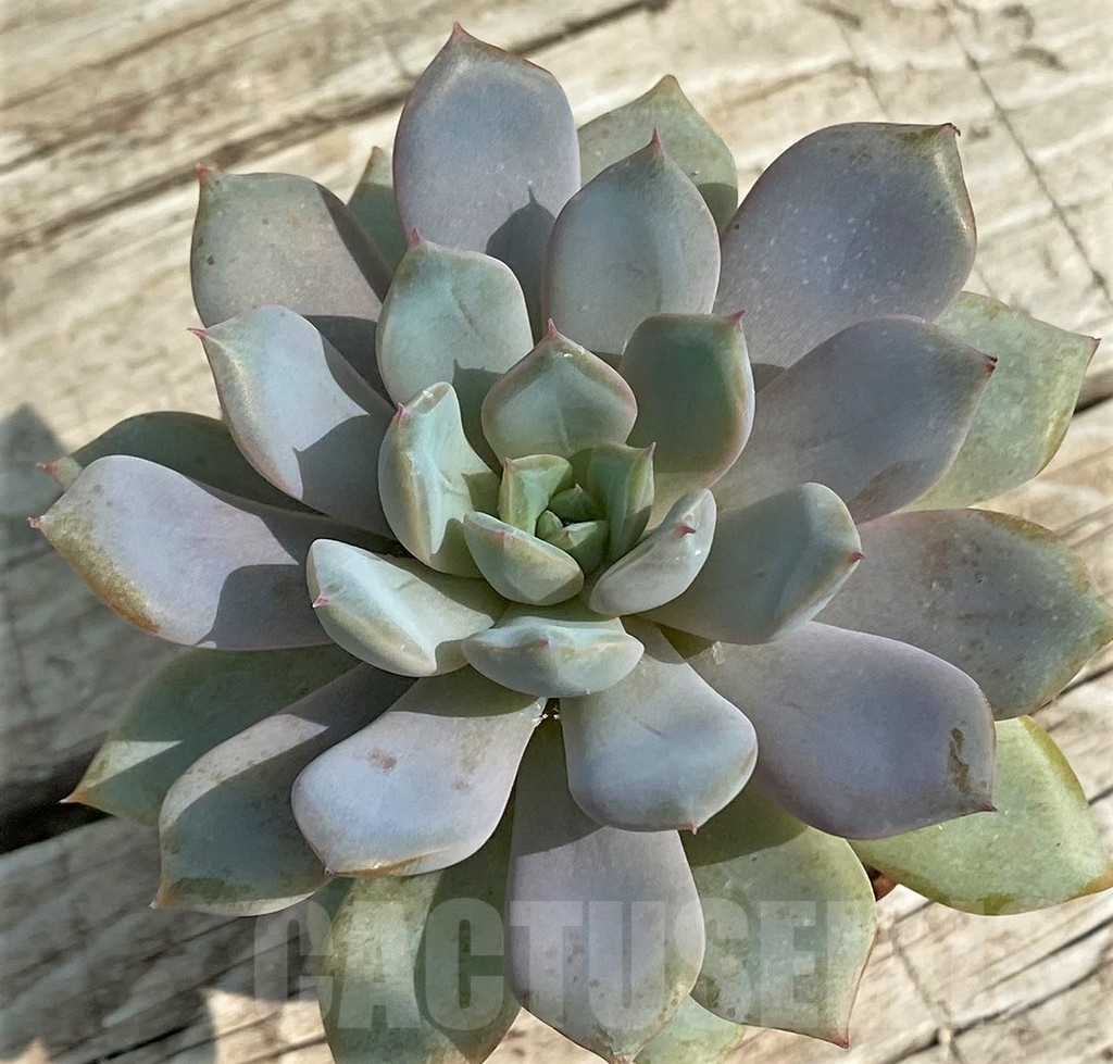 SH14369 Echeveria hybrid - Image 2