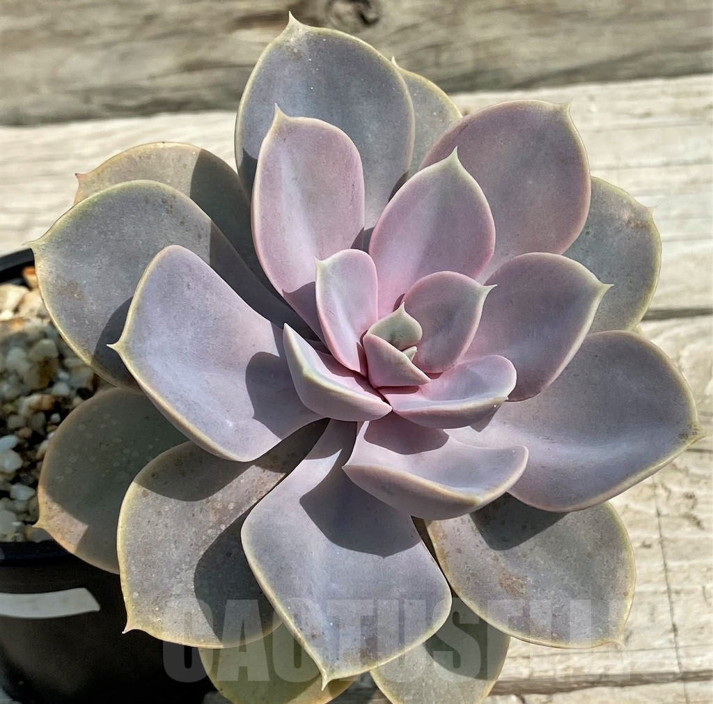 SH14370 Echeveria ‘Purple Pearl Von Nurnberg’ - Image 2
