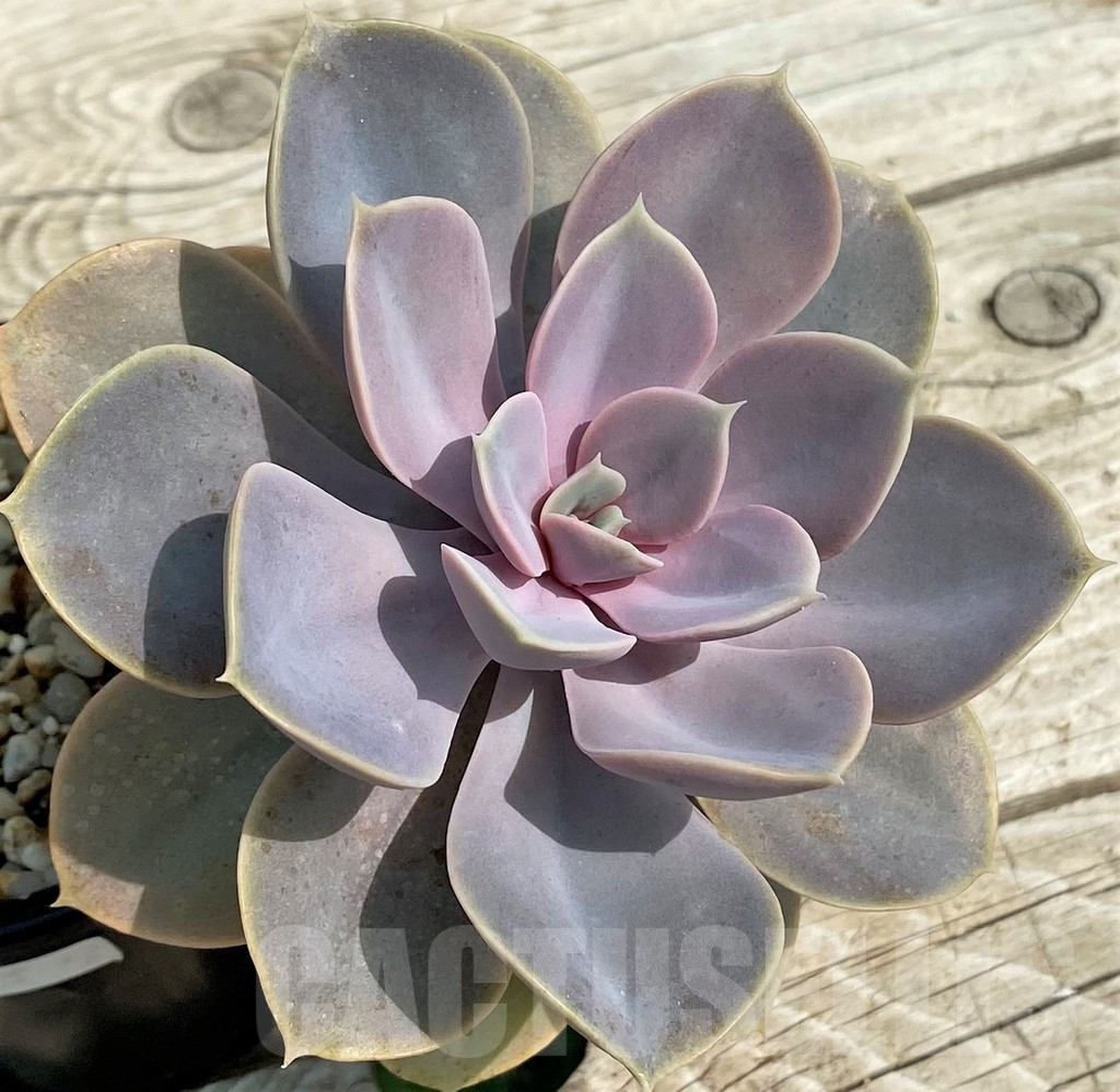 SH14370 Echeveria ‘Purple Pearl Von Nurnberg’