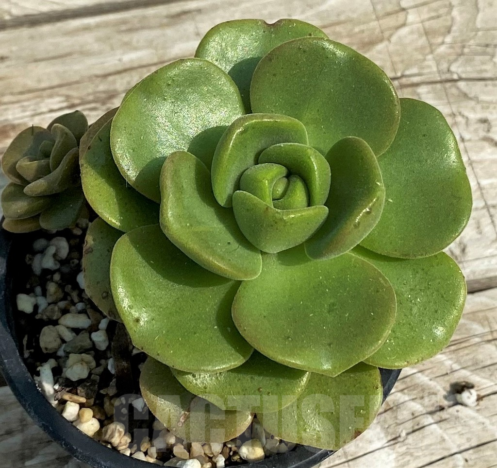 SH14376 Aeonium 'Lily Pad'