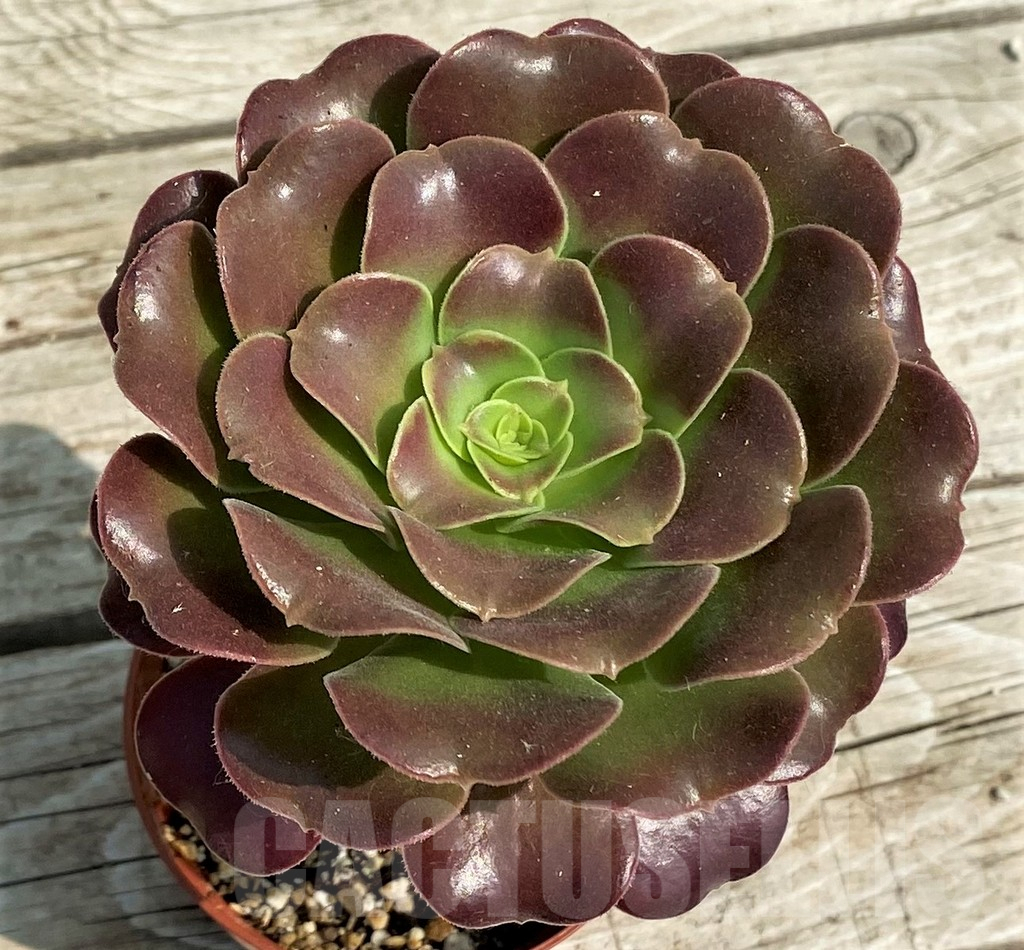 SH14377 Aeonium sp.