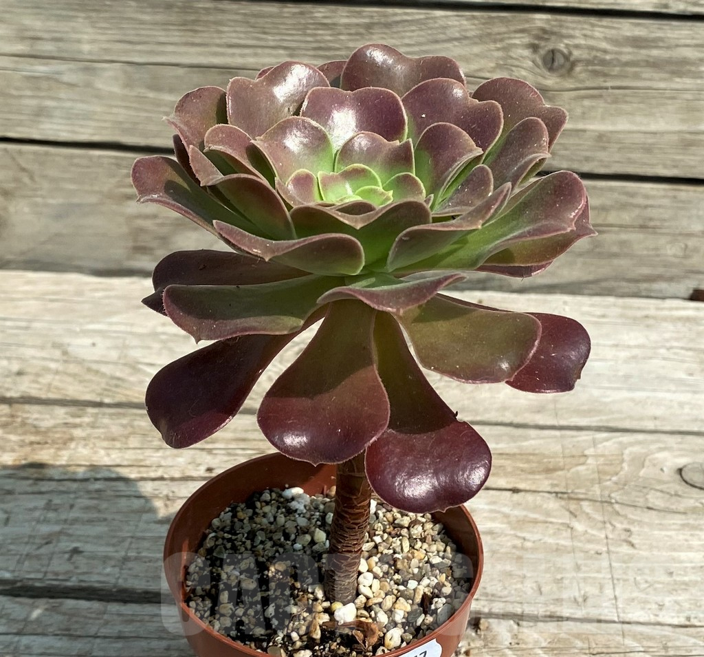 SH14377 Aeonium sp. - Image 2