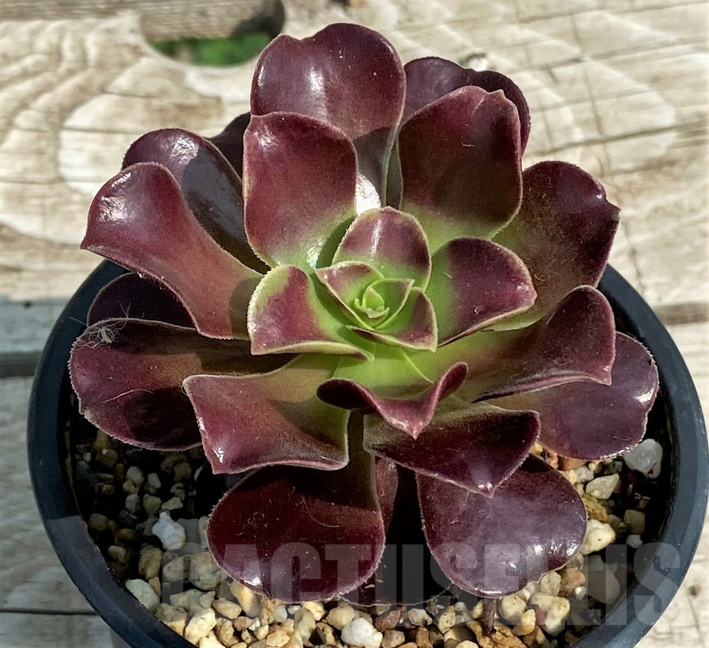 SH14379 Aeonium ‘Velour’
