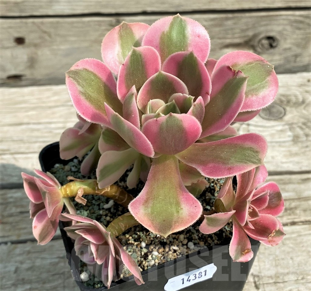 SH14381 Aeonium 'Red/Pink Witch'