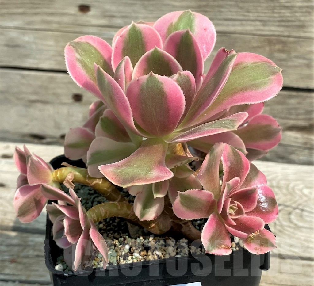 SH14381 Aeonium 'Red/Pink Witch' - Image 2