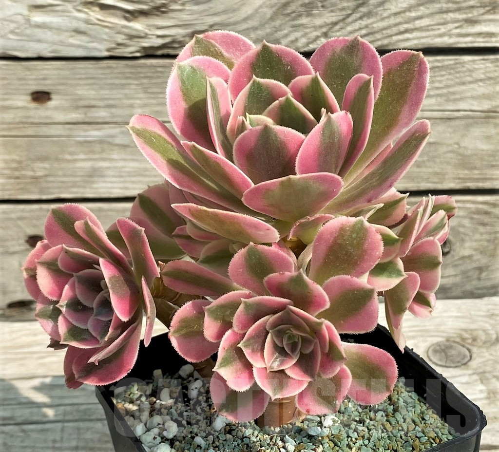 SH14382 Aeonium 'Red/Pink Witch' - Image 2