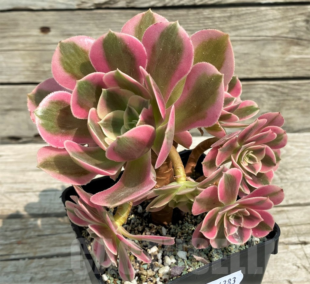 SH14383 Aeonium 'Red/Pink Witch' - Image 2