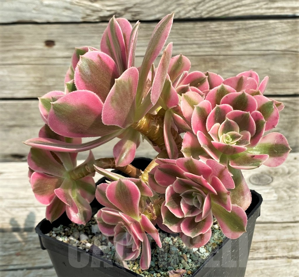 SH14383 Aeonium 'Red/Pink Witch'