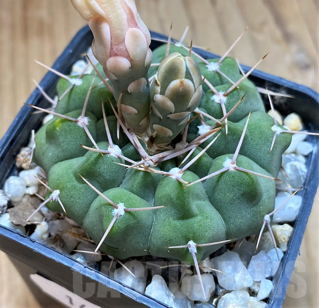 SH14321 Gymnocalycium intertextum, long spines