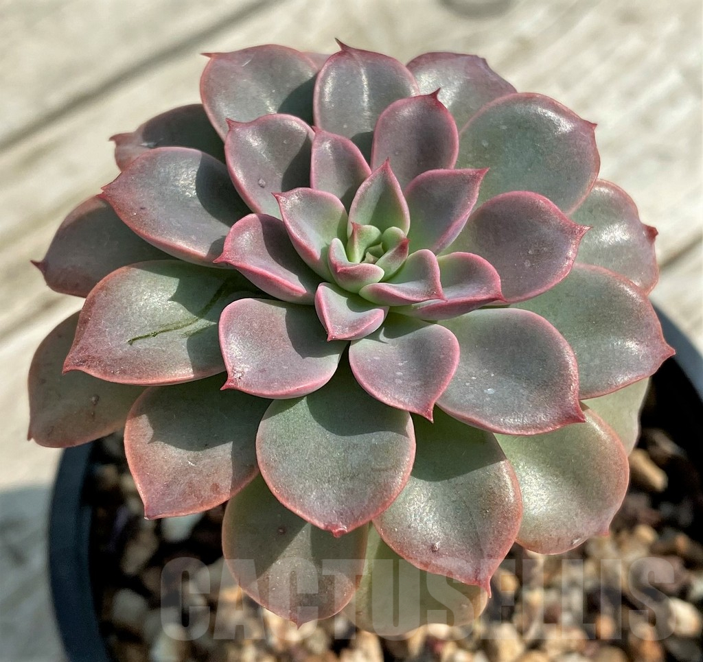 SH14338 Echeveria ‘Fantastic fountain’