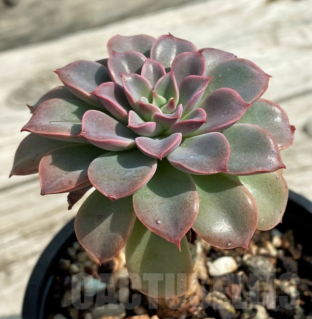 SH14338 Echeveria ‘Fantastic fountain’ - Image 2