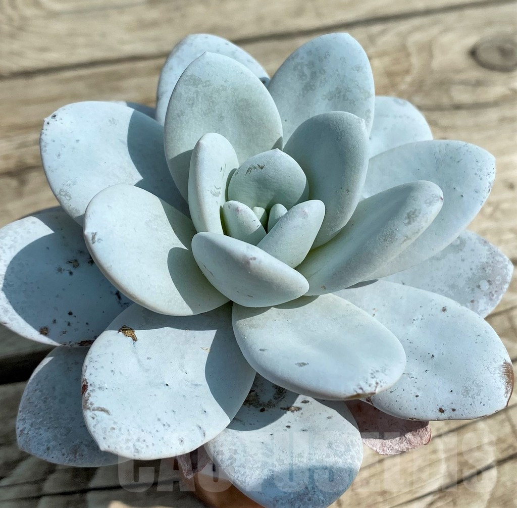 SH14344 Echeveria laui - Image 2