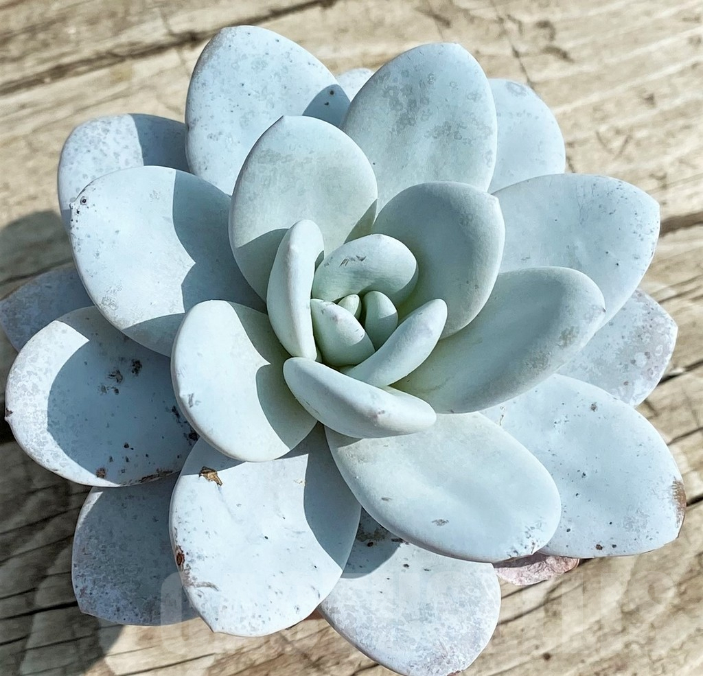 SH14344 Echeveria laui