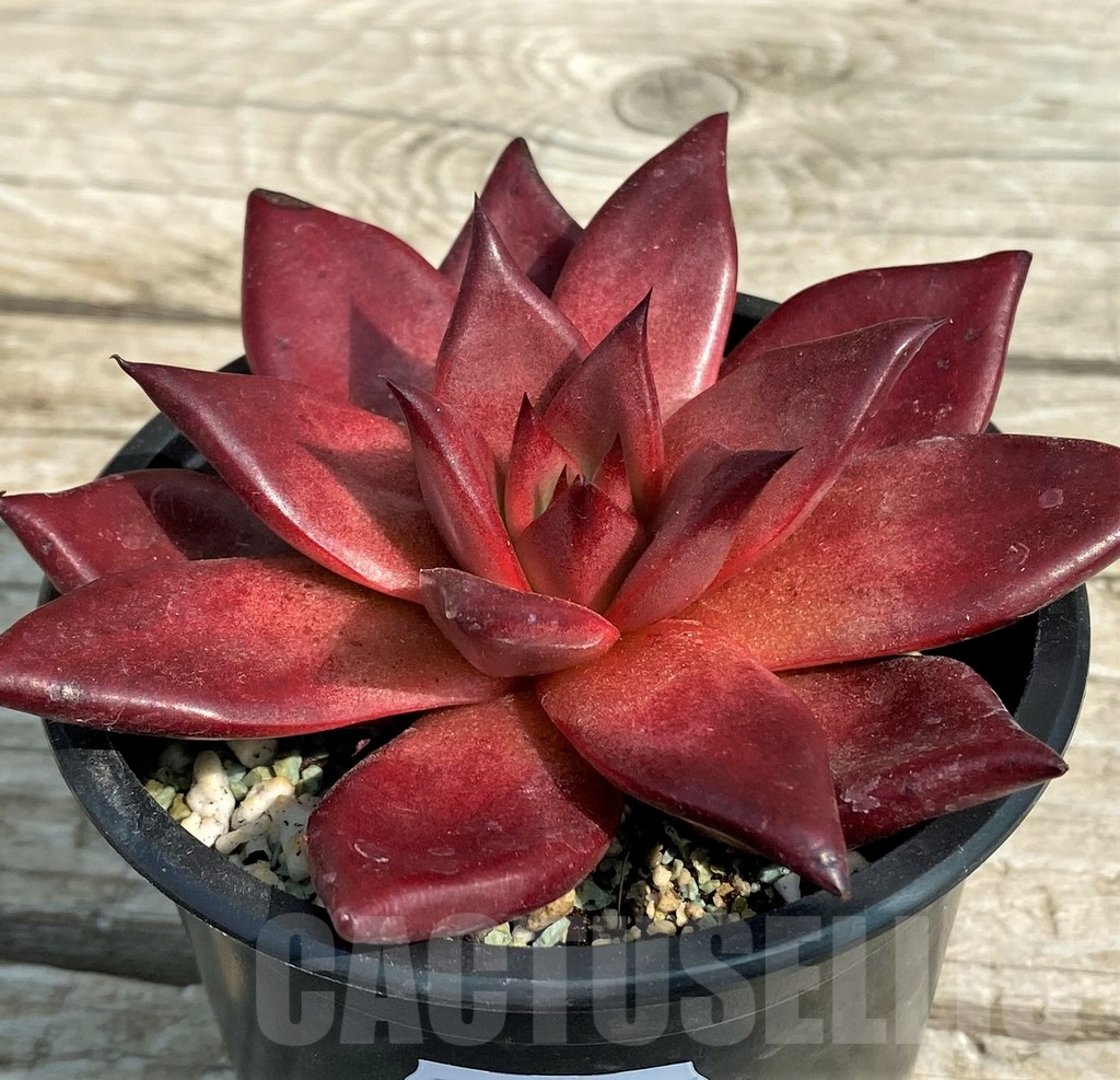 SH14346 Echeveria ‘Robin’ - Image 2