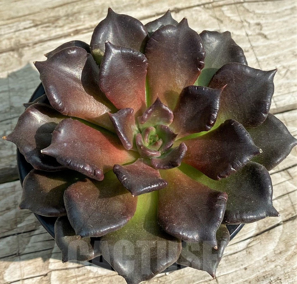 SH14349 Echeveria ‘Super Bowl’ - Image 2