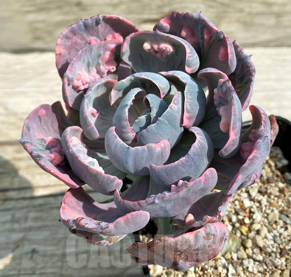 SH14351 Echeveria ‘Beyoncé Rainbow’