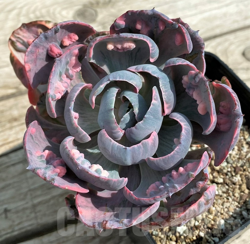 SH14351 Echeveria ‘Beyoncé Rainbow’ - Image 2