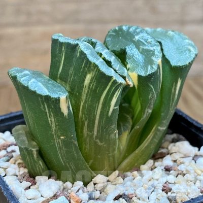 SH14419 Haworthia truncata f.variegata