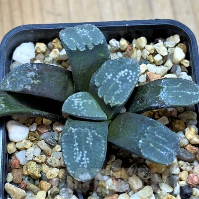 SH14424 Haworthia groenewaldii
