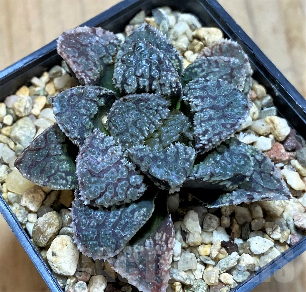 SH14425 Haworthia 'Mordor'