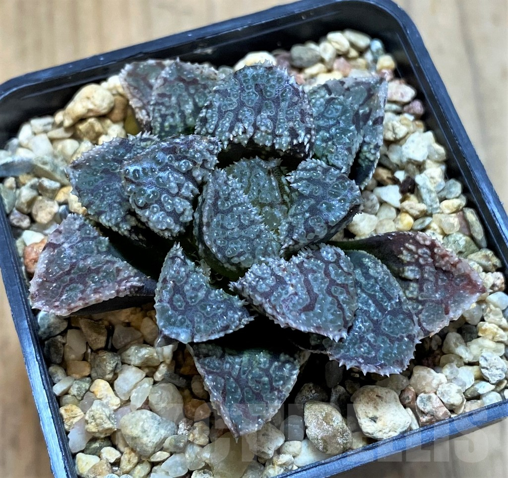 SH14425 Haworthia 'Mordor' - Image 2