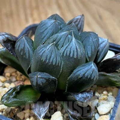 SH14426 Haworthia obtusa ‘Black’ hybrid