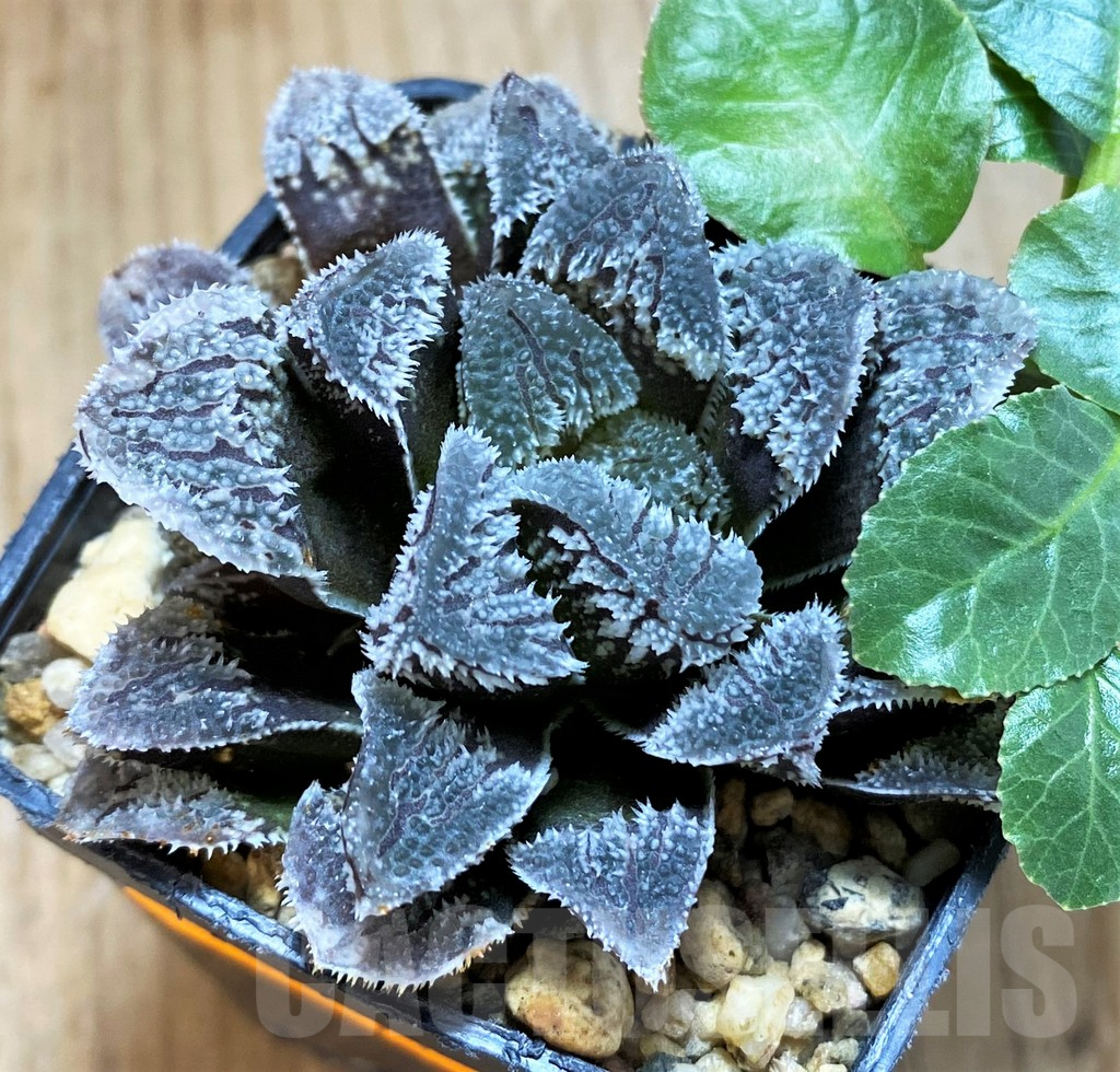 SH14432 Haworthia 'Kegazato' - Image 2