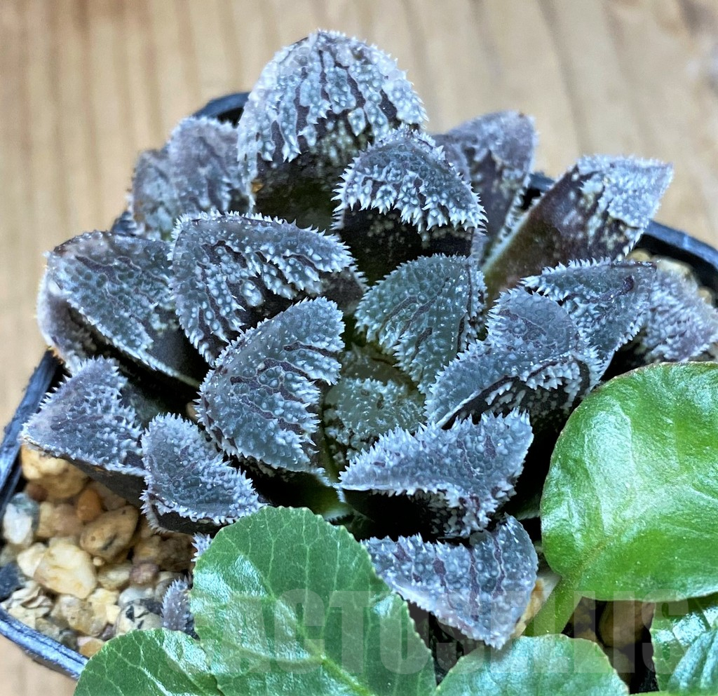SH14432 Haworthia 'Kegazato'