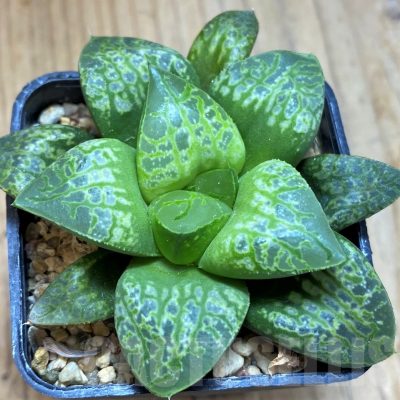 SH14433 Haworthia 'Kamen Butokai'