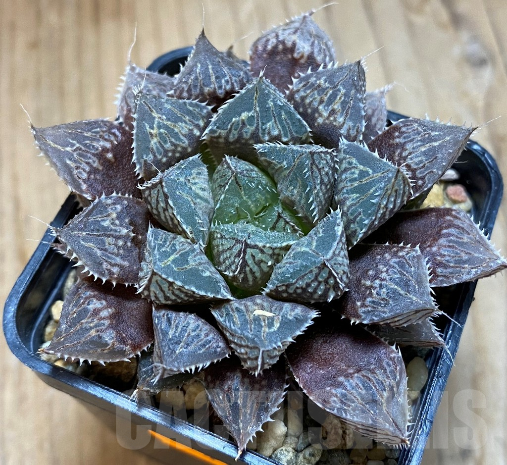 SH14434 Haworthia 'Mirror Ball' - Image 2