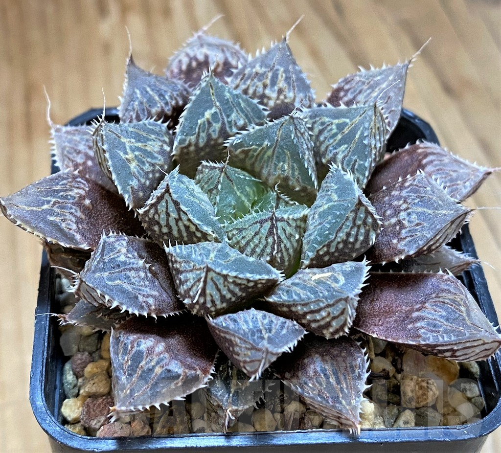 SH14434 Haworthia 'Mirror Ball'
