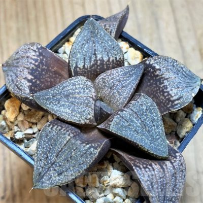 SH14435 Haworthia picta hybrid
