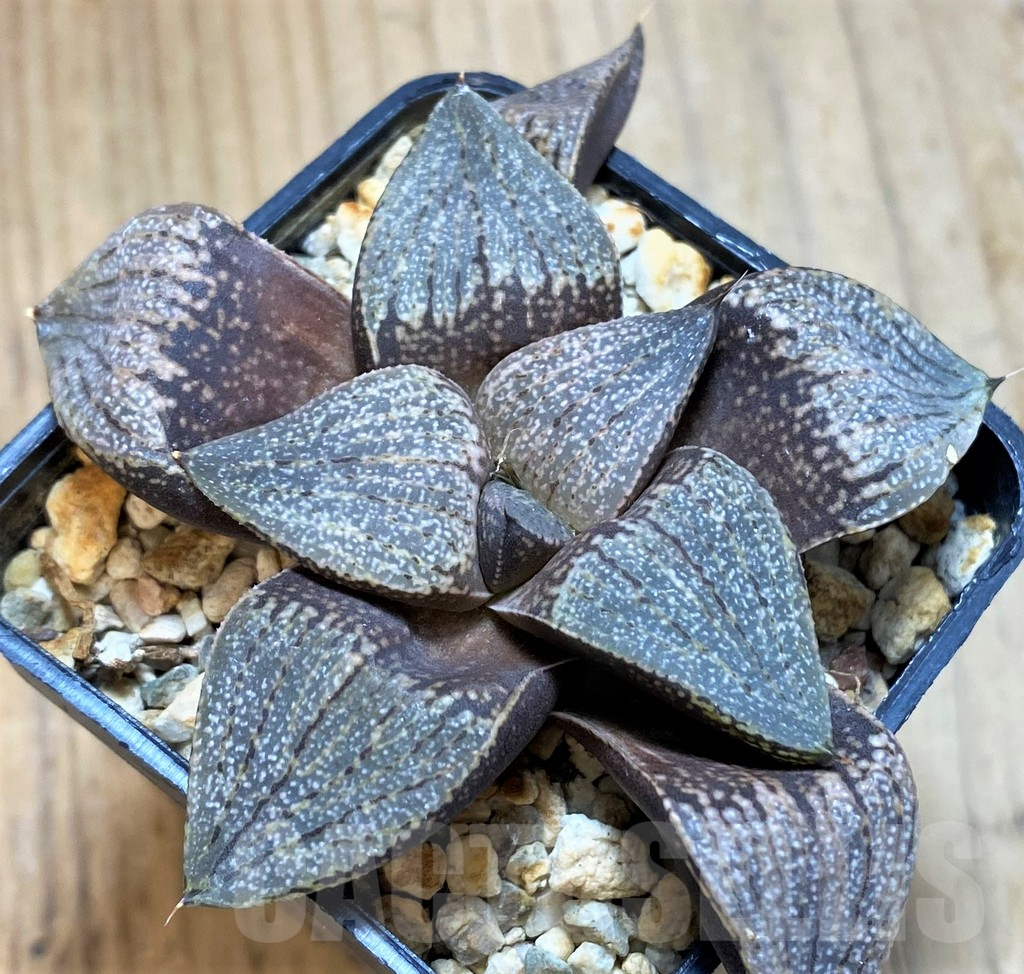 SH14435 Haworthia picta hybrid